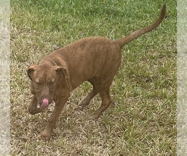 Medium Photo #2 Catahoula Leopard Dog Puppy For Sale in Royal Palm Beach, FL, USA