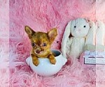 Hand delivery - Female Chihuahua Puppy for Sale - Photo #34