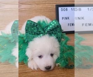 Pyredoodle Puppy for sale in MOORESVILLE, NC, USA