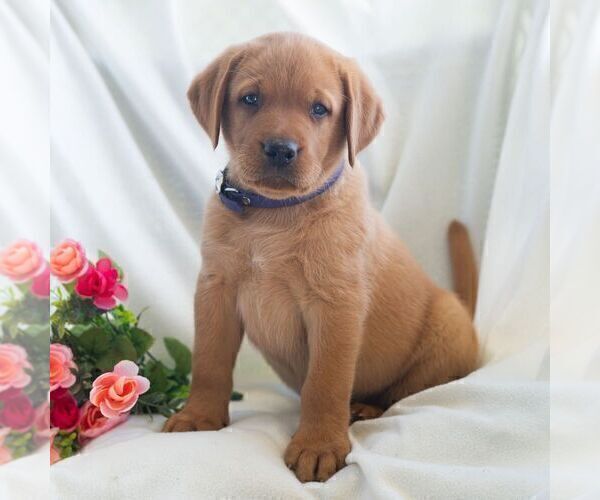 Medium Photo #7 Labrador Retriever Puppy For Sale in GREEN PARK, PA, USA