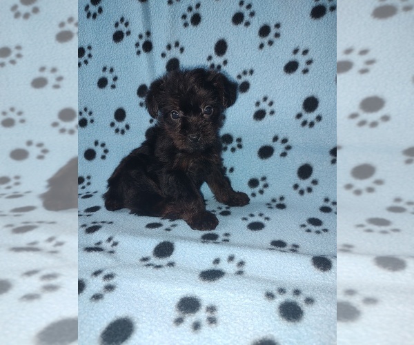 Medium Photo #1 YorkiePoo Puppy For Sale in LAPEER, MI, USA
