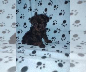 YorkiePoo Puppy for sale in LAPEER, MI, USA