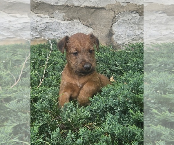 Medium Photo #18 Irish Terrier Puppy For Sale in WATERLOO, NY, USA