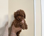 Puppy Star Poodle (Toy)