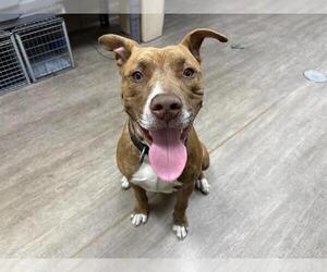 American Pit Bull Terrier Dogs for adoption in Pasadena, CA, USA