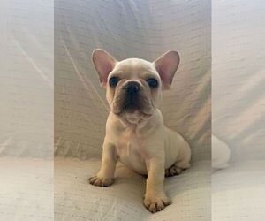 French Bulldog Puppy for sale in JOHNS ISLAND, SC, USA