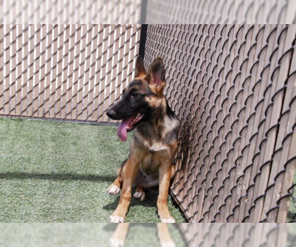 Medium Photo #2 German Shepherd Dog Puppy For Sale in Norco, CA, USA