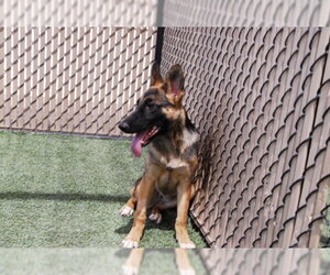 *BANSHEE - Female German Shepherd Dog Dog for Adoption - Photo #2