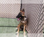 Small #1 German Shepherd Dog