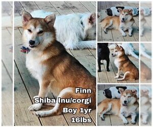 Pembroke Welsh Corgi-Shiba Inu Mix Dogs for adoption in Seattle, WA, USA