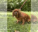 Small Cavalier King Charles Spaniel