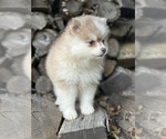 Small #2 Pomsky