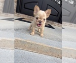 Isabella - Female French Bulldog Puppy for Sale - Photo #5