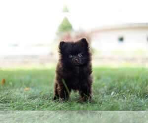 Pomeranian Puppy for Sale in WARSAW, Indiana USA