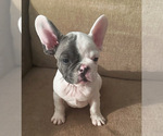 Small Photo #2 French Bulldog Puppy For Sale in DOUGLASVILLE, GA, USA