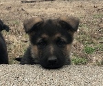 Small Photo #1 German Shepherd Dog Puppy For Sale in INDIAN MOUND, TN, USA