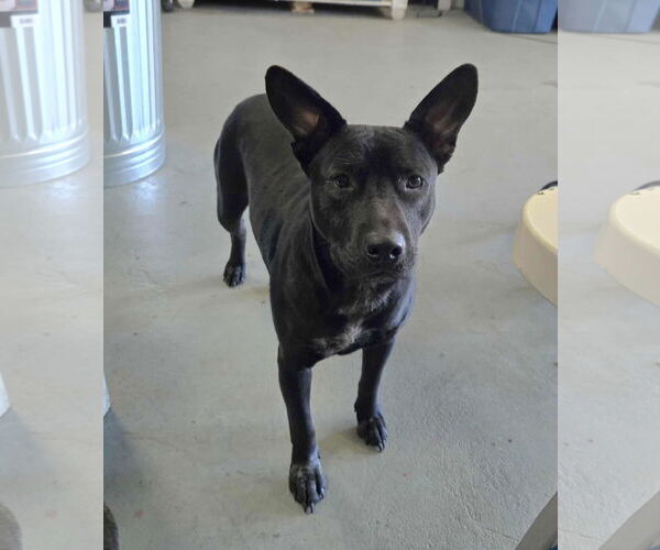 Medium Photo #1 American Staffordshire Terrier Puppy For Sale in The Woodlands, TX, USA