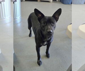 American Staffordshire Terrier Dogs for adoption in The Woodlands, TX, USA