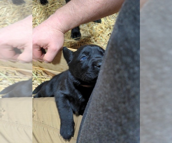 Medium Photo #4 Labrador Retriever Puppy For Sale in EDINBURG, VA, USA