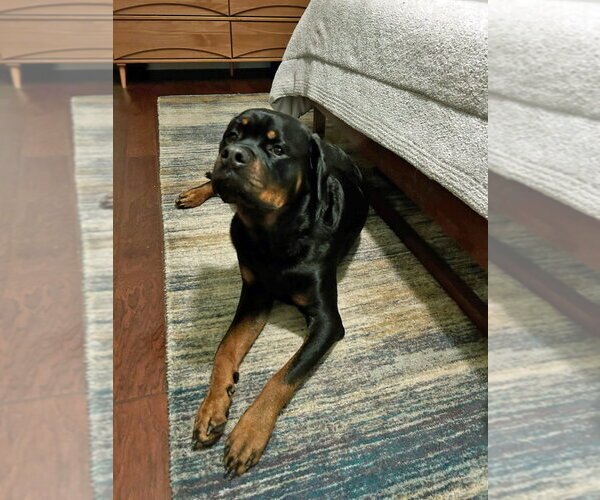 Medium Photo #4 Rottweiler Puppy For Sale in White Hall, AR, USA
