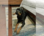 Small #3 Rottweiler