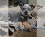 Small #1 Australian Cattle Dog