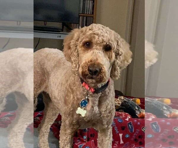 Medium Photo #5 Golden Retriever Puppy For Sale in Silver Spring, MD, USA