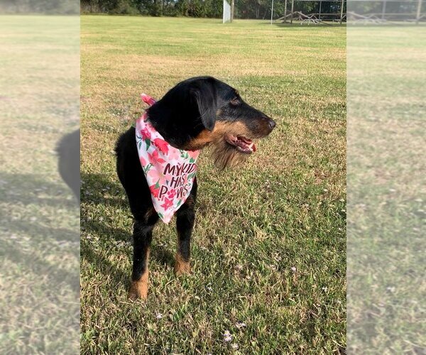 Medium Photo #4 Mutt Puppy For Sale in San Leon, TX, USA