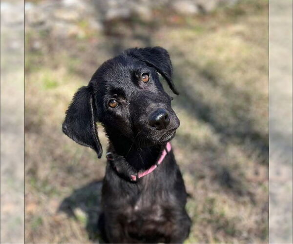 Medium Photo #2 Labrador Retriever-Unknown Mix Puppy For Sale in Fort Worth, TX, USA