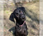 Small #1 Labrador Retriever Mix