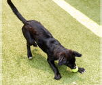 Small #1 Retriever  Mix
