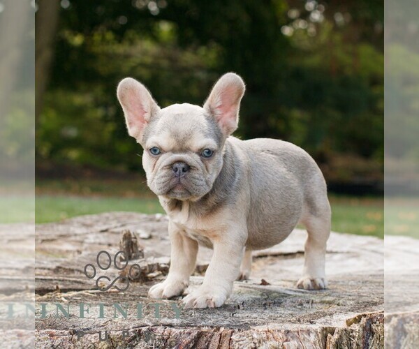Medium Photo #1 French Bulldog Puppy For Sale in HONEY BROOK, PA, USA