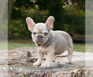 French Bulldog Puppy for sale in HONEY BROOK, PA, USA