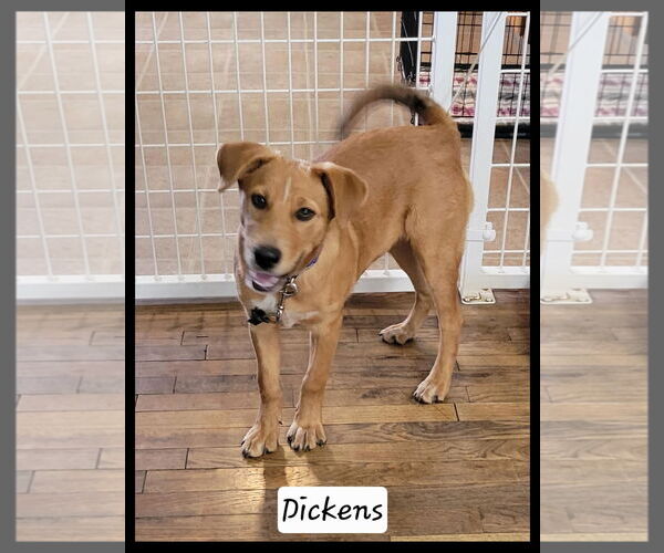 Medium Photo #4 Mutt Puppy For Sale in Granbury, TX, USA