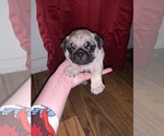 Puppy 2 Pug