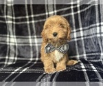 Small #7 Cavapoo