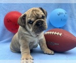 Small #3 English Bulldog