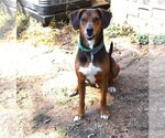 Small Photo #2 Redbone Coonhound Puppy For Sale in Rowayton, CT, USA