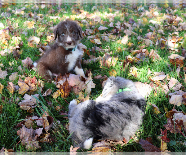 Medium Photo #7 Bordoodle Puppy For Sale in ASHLAND, OH, USA