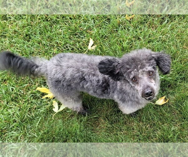 Medium Photo #1 Poodle (Miniature)-Unknown Mix Puppy For Sale in Mundelein, IL, USA