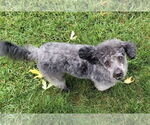 Small Poodle (Miniature) Mix