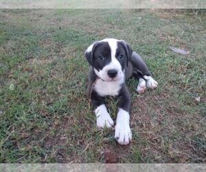 Bullypit Puppy for sale in AUBREY, TX, USA
