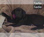 Small #1 Cane Corso