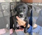 Small #2 Labrador Retriever Mix