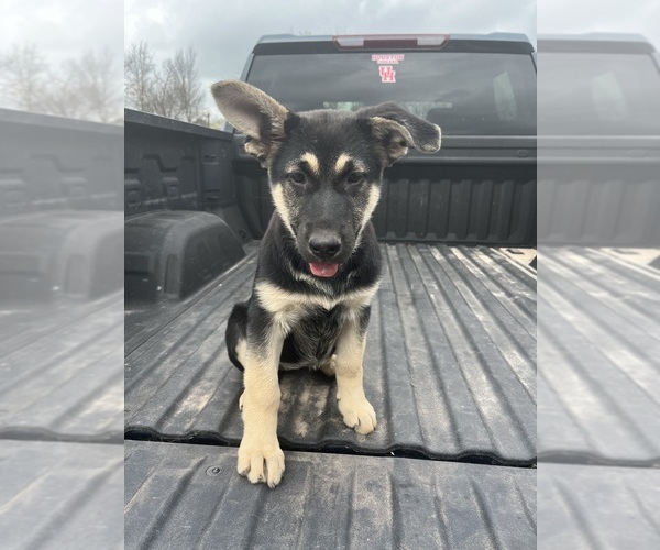 Medium Photo #4 German Shepherd Dog Puppy For Sale in KINGWOOD, TX, USA
