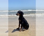 Small #24 Doberman Pinscher