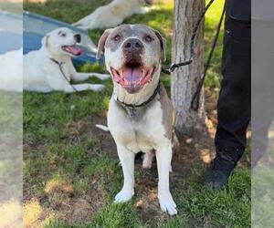 American Bulldog-Unknown Mix Dogs for adoption in Modesto, CA, USA
