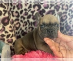 Small Photo #3 French Bulldog Puppy For Sale in HAMDEN, CT, USA