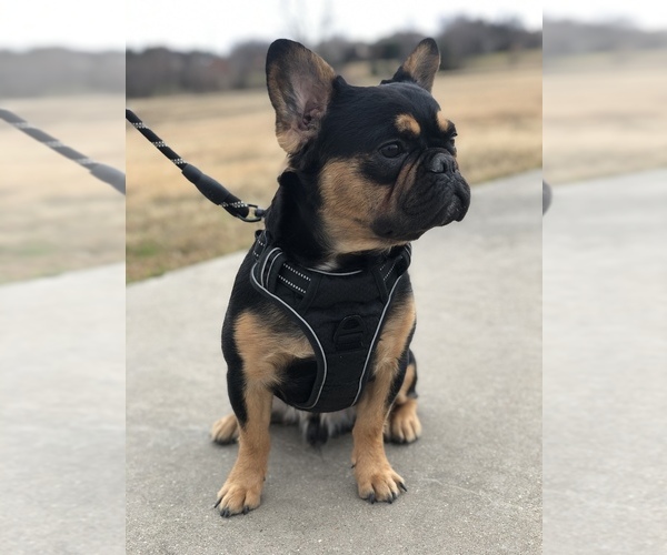 Medium Photo #1 French Bulldog Puppy For Sale in SAN ANTONIO, TX, USA