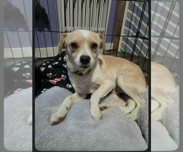 Medium Photo #2 Chihuahua-Unknown Mix Puppy For Sale in Aurora, IN, USA